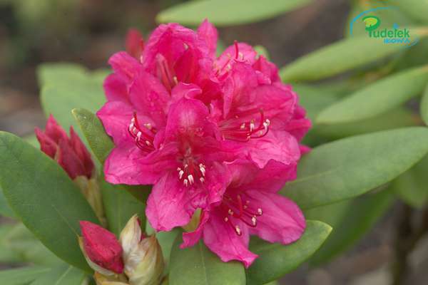 Rhododendron Dresselhaus